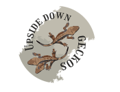 Projekt graficzny, nazwa firmy, tworzenie logo firm Logo dla hodowli gekonów orzesionych - FANGRAF
